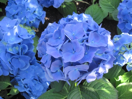 Blue Hydrangeas at the garden - blue, photography, green, leaf, hydrangeas, flowers, garden