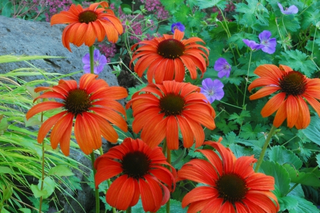 Echinacea Tangerine