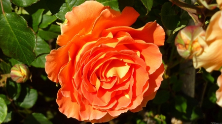 Large Orange Rose - rose, petals, orange, leaves, nature, large, green