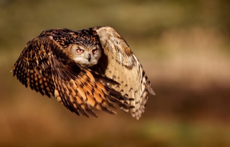 Flying owl