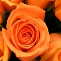 Orange Rose