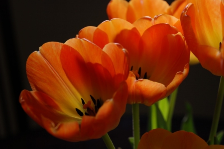 The Orange Tulips - flower, black, tulips, shadow, petals, center, stem, orange, nature