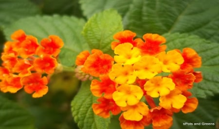 Orange Margin - nature, green, margin, orange, flower, petals, leaves