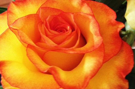 Yellow Orange Tipped Rose - nature, single, yellow, rose, tipped, orange, flower, petals