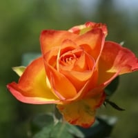 Dark Orange Tipped Rose