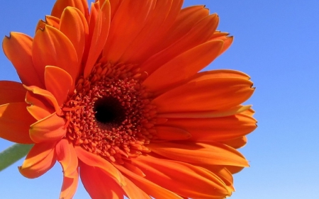 Large Orange - flower, petals, center, orange, nature, large