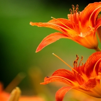 Orange Tiger Lily