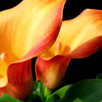 Orange Calla Lilly