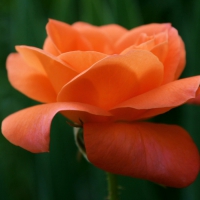 Soft Petal Orange Rose