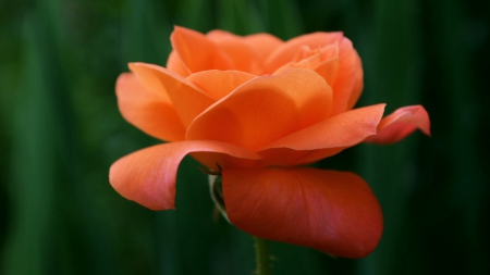 Soft Petal Orange Rose - flower, rose, petals, stem, orange, nature, large