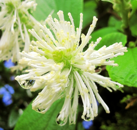 White - flower, rain, beauty, beautiful, drop, flowers, spring, white, photography, macro, nature, green