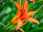 Orange Lily