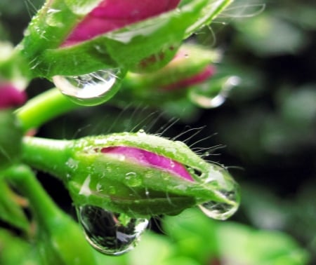 Flowerbuds - beauty, macro, rain, photography, beautiful, drop, flowers, flower