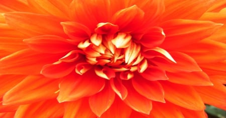 Nice Orange Dahlia - large, nature, orange, dahlia, flower, petals