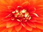 Nice Orange Dahlia