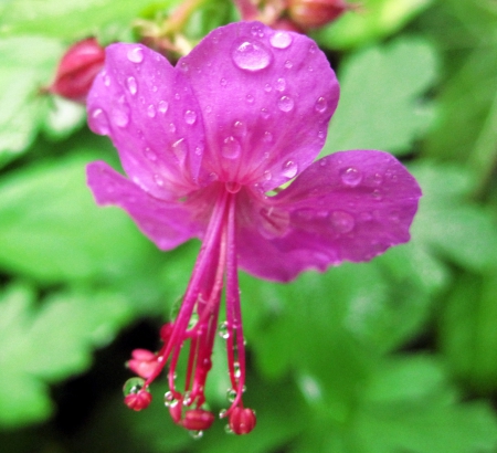 Pretty in pink - drop, water, beautiful, photography, spring, photo, flower, leaves, flowers, nature, green, rain, macro