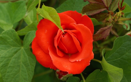 Red Rose - nature, red, petals, green, leaves, rose