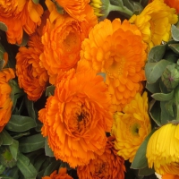 Orange Flowers