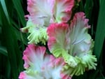 Beautiful colors of gladiola