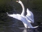 The magnificent wings swan