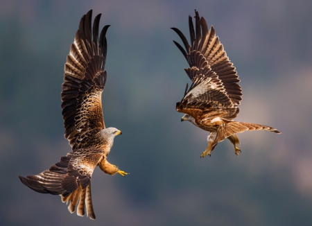 Close Encounters - nature, flying, close up, eagles, colors