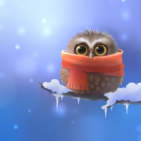 COLD BABY OWL