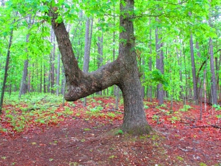 Fourked Tree - natue, outdoors, photography, hiking