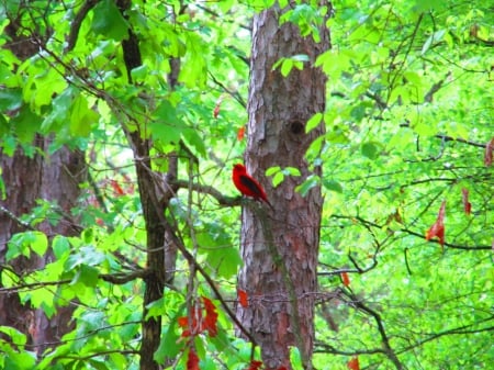 Red Bird on a branch - nature, outdoors, birds, photography