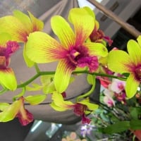 Lovely orchids