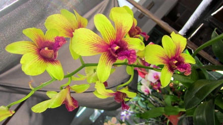 Lovely orchids - lovely, garden, orchids, pretty