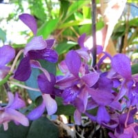 Purple orchids