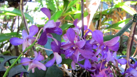 Purple orchids - garden, purple, orchids, pretty