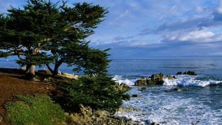 trees on the coast - beach, tree, sea, coast