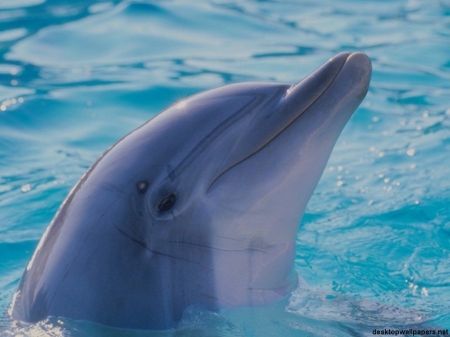 a Dolphin Smile - Cute, Cool, Playful, Water