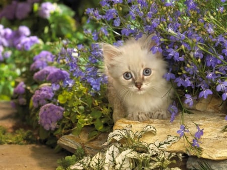 Cat in the Garden - flowers, animal, kitten, garden, cat