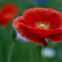 Beautiful Poppy