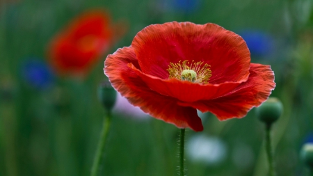 Beautiful Poppy - summer, red, bloom, large