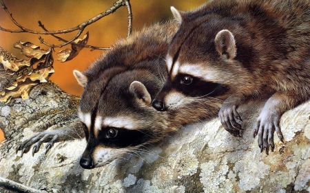 2 Raccoon Seting bye Each other - two, couple, cool, cute