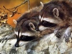 2 Raccoon Seting bye Each other