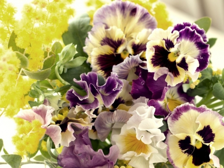 Pansies Bloom - nature, petals, bloom, flowers, pansies, viola