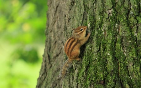 ChipMunk - chipmunk, tree, forest, animal