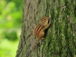 ChipMunk