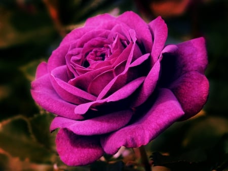 Pink Rose - flowers, rose, beauty, nature