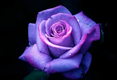 Purple Rose  - flowers, rose, beauty, nature