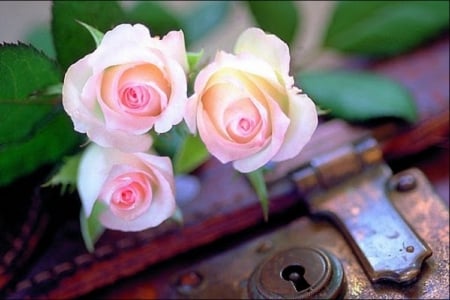 pink roses - flowers, still life, vintage, pink roses