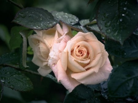 Soft Touch - pink rose, flowers, garden, sioft touch