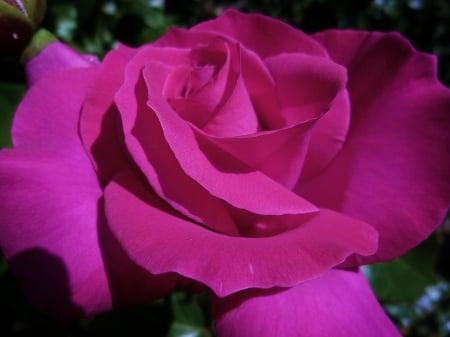 Pink ~ If it's Pink! - nature, beauty, flowers, rose