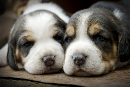 Two Cutie Puppies - dogs, cute, animals, puppies