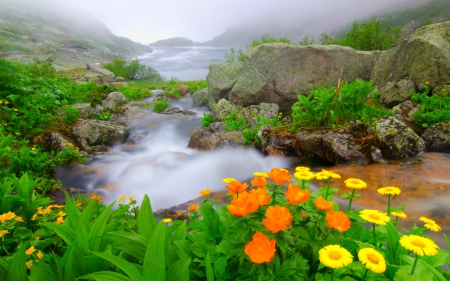 Natures beauty - nature, flower, rocks, river