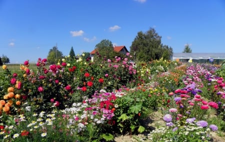 Flowers - dahlia, landscape, summer, house, path, daisies